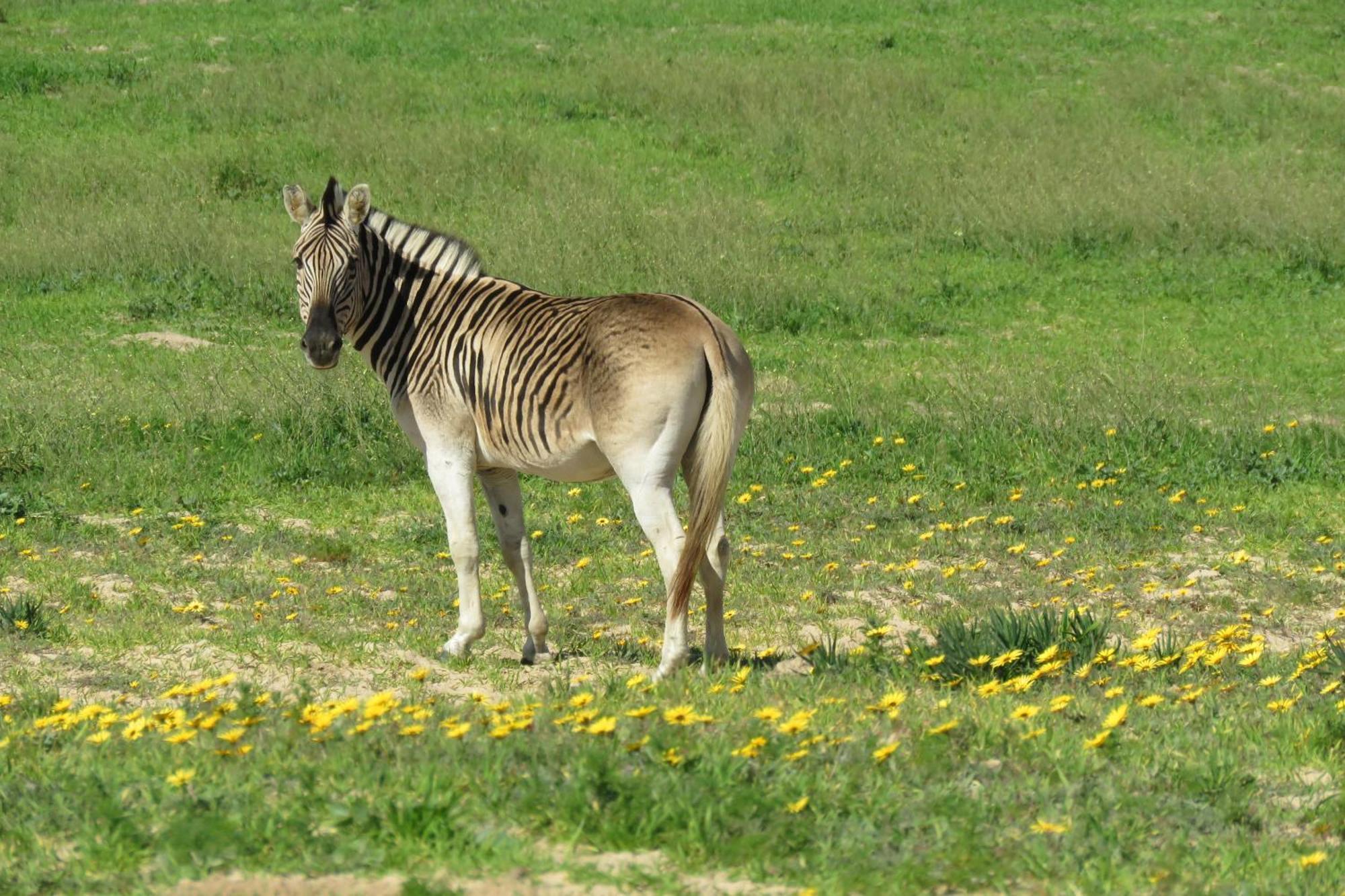 Lermitage Quagga Lodge - Chalets Velddrif Zewnętrze zdjęcie